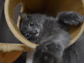 猫さん：15　珍しい？バランスうんちっち♪