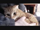 【Jean & Pont 1036】チャコちゃんの膝抱っこをたっぷりとお見せします