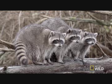 ワイルド_ライフ with バーティ・グレゴリー ep14