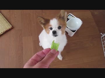 時計回りはできるが反時計回りはできないワンコ（パピヨン）