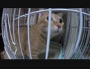【Jean & Pont 1037】譲渡会に向けて３匹の保護猫の可能性