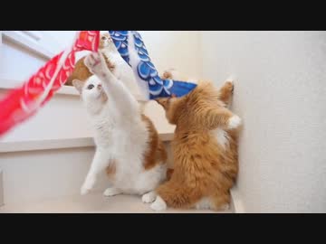 【マンチカンズ】鯉のぼりがねこじゃらしのようだ。【こどもの日】