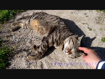 【Ninja1000】杖立温泉に鯉のぼりを見に行ってきたpart2【クロスカブ】