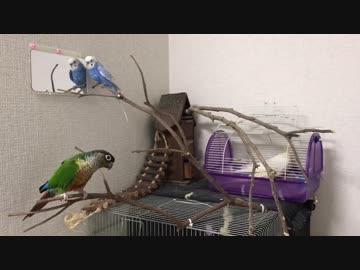 痒くて痒くて仕方がないセキセイと、オカメとウロコ達