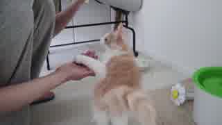 お手をする猫　※親バカ注意