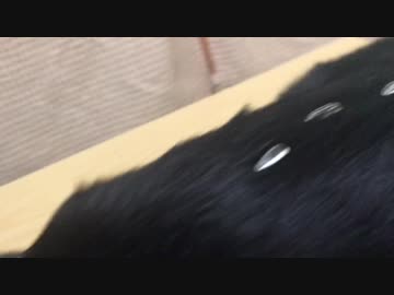 猫の背中にひまわりの種を置いてウロコインコを誘ってみた。