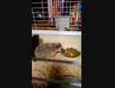 シューたま 初めてのごはん