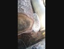 シューたま ハマる