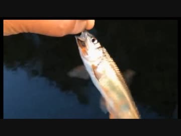 5.05 【ルアー】ハヤング【小物釣り】