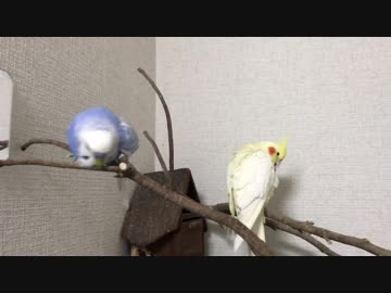 痒くて痒くて仕方がないセキセイと、オカメとウロコ達 2