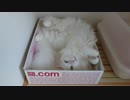 【HR299】寝落ちする猫