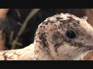 【BGMあり】つぼ巣を気に入る４号ちゃんと邪魔する３号ちゃん