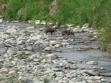 野生の生き物たち　朝の散歩をするタヌキの夫婦････鮎川河川敷