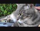 京都御苑のねこ