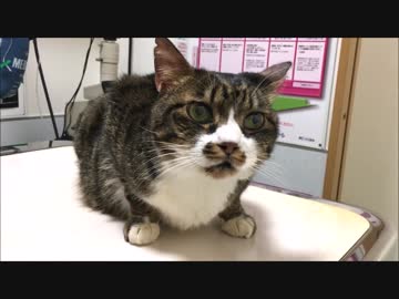 【こげつく】GWこげとおにぎりが体調不良