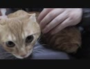 【Jean & Pont 1041】チャコちゃんをママが抱っこしました