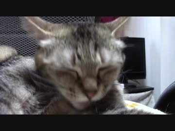 拾いねこ＠生後2129/2096日目　月音さん可愛い（再確認