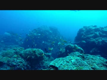 三宅島ダイビングvol.2【カタンザキ 東の根】