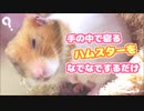 手の中で眠るハムスターをなでなでするだけ【シャロ】
