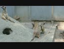 大相撲羽村場所【ミーアキャット】