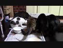 こんしゅうのおやつ【蒼民家の猫々】