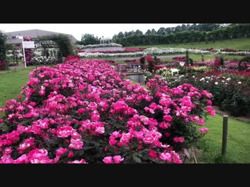 【夢ねこ鹿児島を喰らう第13回】GWの鹿児島ナポリ祭と鹿屋バラ祭り