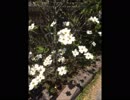 ハナミズキ