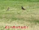 野鳥シリーズ　ツグミの番い（つがい）食べるに夢中････藤岡総合運動公園