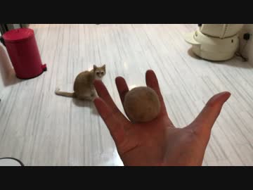 0円おもちゃ！猫の毛ボールにテンションMAX