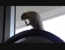 うちのインコの演説を誰か翻訳して欲しい
