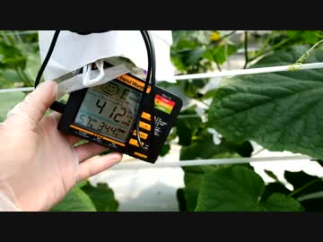 きゅうり栽培実況vol.34   渇いてカラカラなので水まいて歩く。