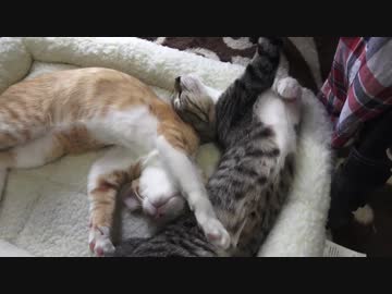 仲良くねんねの子猫たち