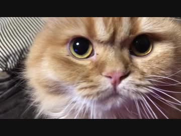 【マンチカンズ】ニャンコとおっさんの鳴き声