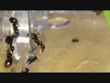 蟻戦争Ⅱ＃20 ケアリとアブラムシは共存する？～お尻から出す甘い蜜～編