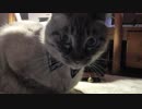 【Jean & Pont 1048】ジャンくんにおしゃれな首輪のプレゼント