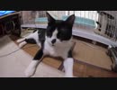 【Jean & Pont 1049】噛んじゃダメを理解し始めたしおんくん