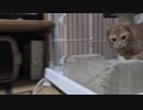 【Jean & Pont 1050】チャコちゃんが初めてケージの外にでました！
