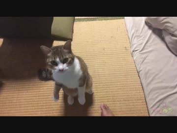 底辺絶望系男といっぴきのねこ 第9話「 ｗｗｗｗｗ 」