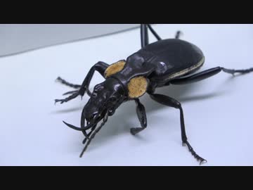 [閲覧注意!!]　外国産オサムシにジャイアントミルアームを食べさせてみた。  (Anthia thoracica)