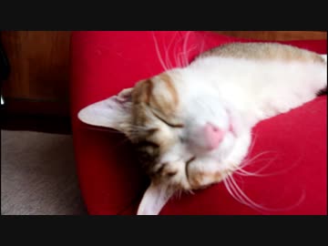 猫をダメにするソファー