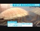 返礼品“戦国時代”　あの深海生物に新展開 「ニコニコ超会議2018」の会場でお披露目