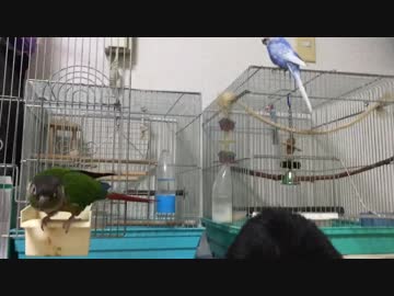 みんなと一緒に♪ オカメ、ウロコ、セキセイ、猫