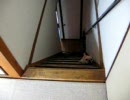 【削除覚悟】モロ動画