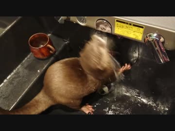 自動水洗を自分で操作して遊ぶカワウソちぃたん☆　ＯＴＴＥＲ