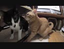 【Jean & Pont 1052】チャコちゃんが着実に家猫への道を進む！