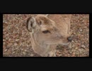 【環境音】【奈良公園】【シカ】 Ubgm Ambient #08 