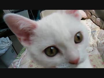 【ねこは】尻尾の有効性に気づいたぬこ【います】