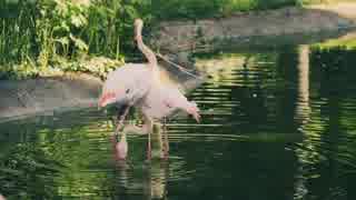 Flamingo＠高橋佳仁