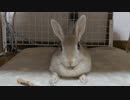 おやつに反応しすぎるうさぎさん