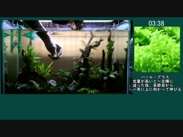 第1回アクアリウムスピードレイアウト選手権 6分20秒